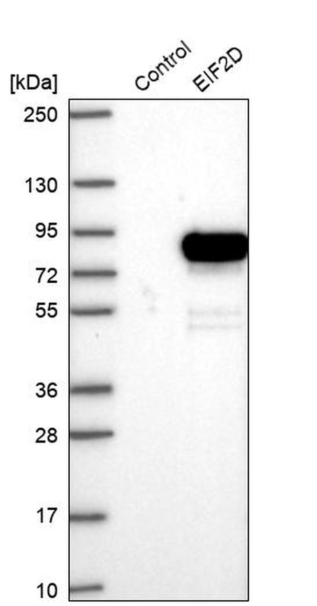 eIF2d Antibody in Western Blot (WB)