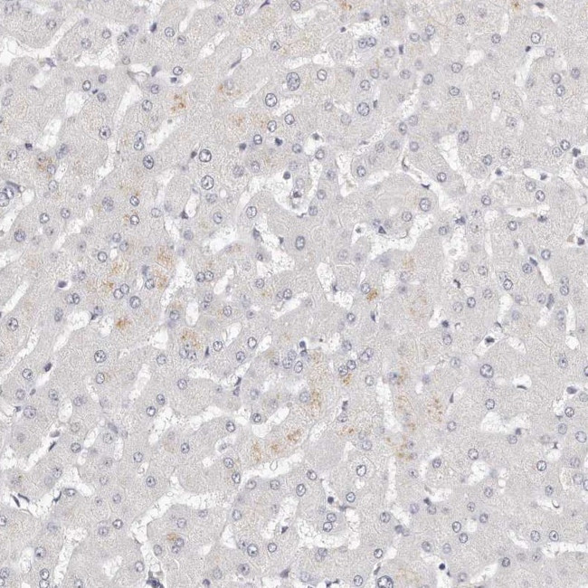 LMOD1 Antibody in Immunohistochemistry (IHC)