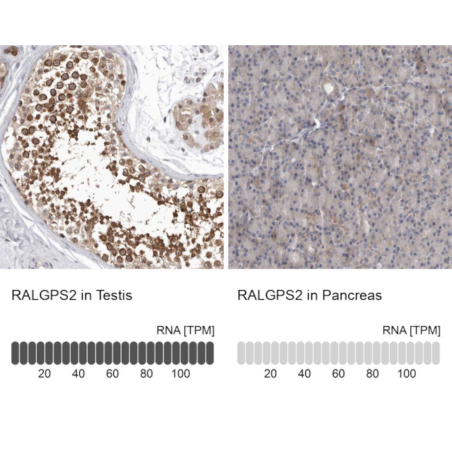 RALGPS2 Antibody