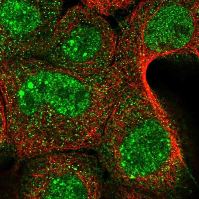 YOD1 Antibody in Immunocytochemistry (ICC/IF)