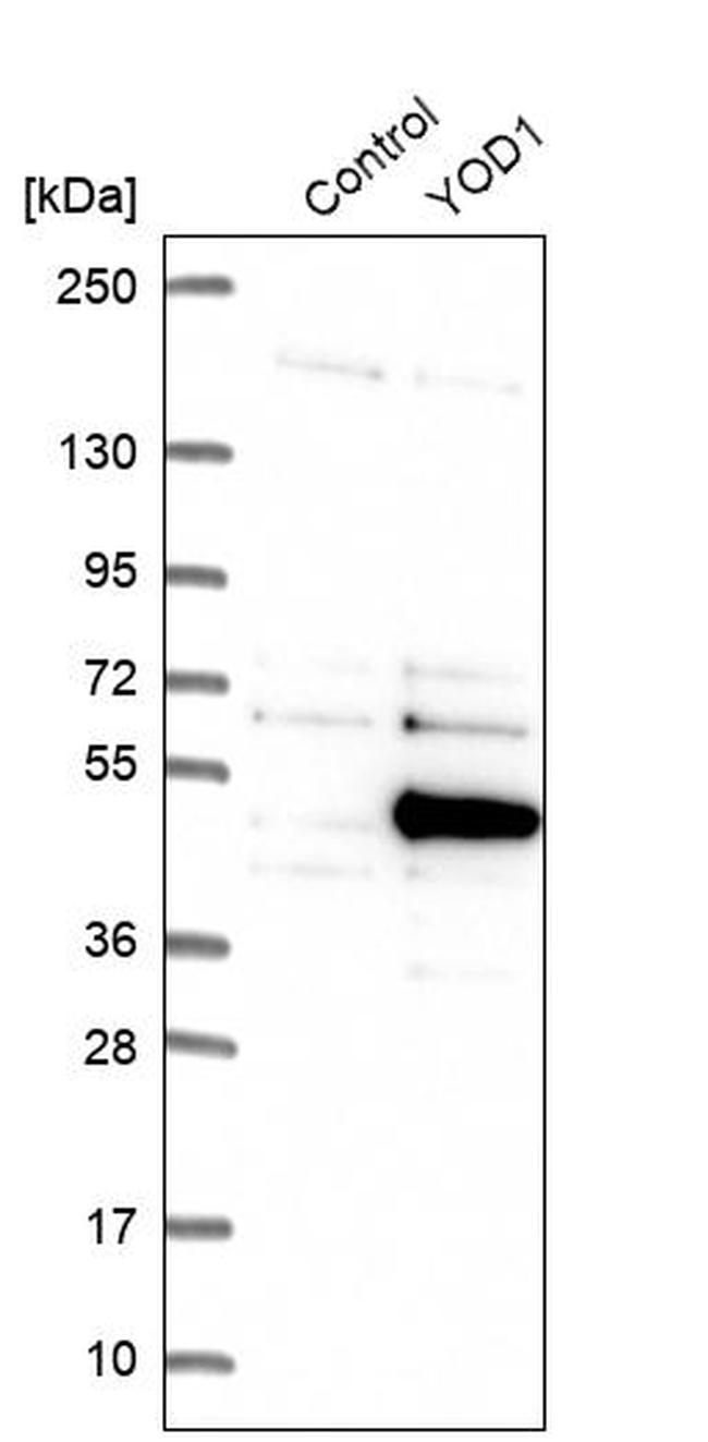 YOD1 Antibody in Western Blot (WB)