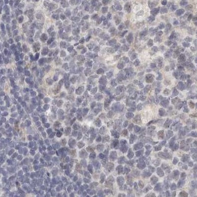 Annexin A9 Antibody in Immunohistochemistry (IHC)