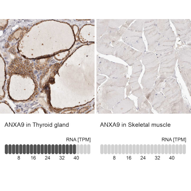 Annexin A9 Antibody