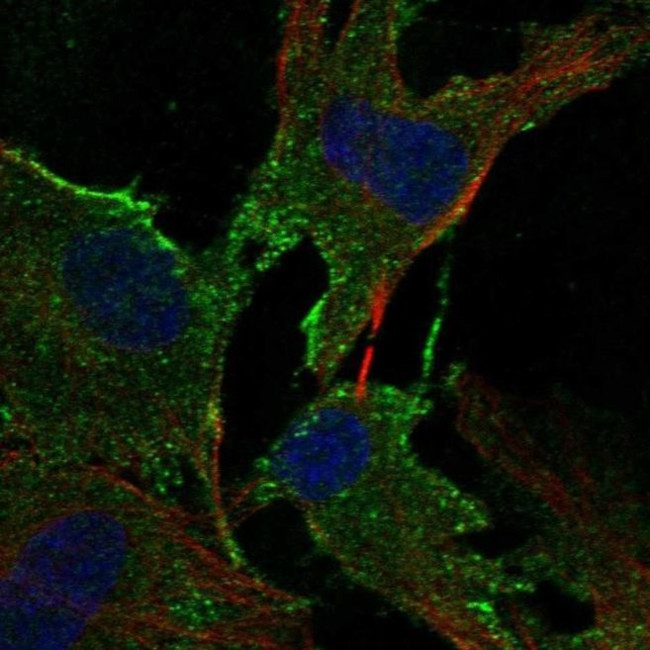 ADAMTS2 Antibody in Immunocytochemistry (ICC/IF)