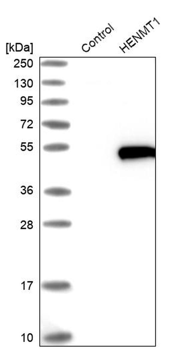 HENMT1 Antibody in Western Blot (WB)