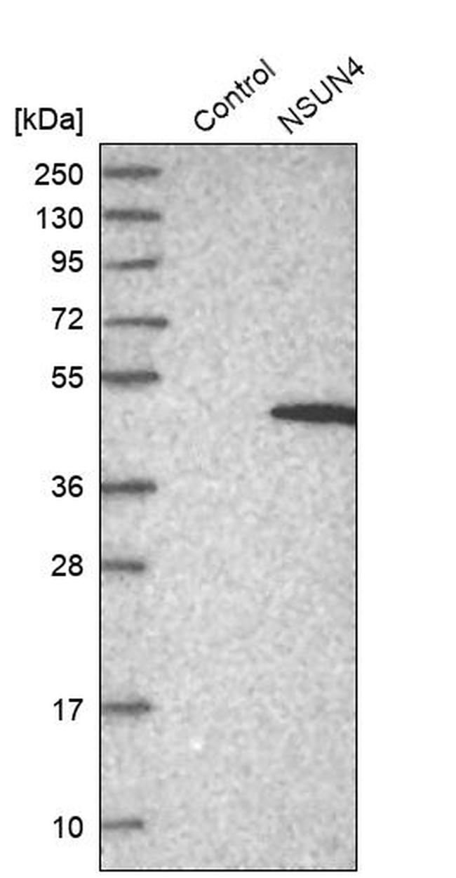 NSUN4 Antibody in Western Blot (WB)