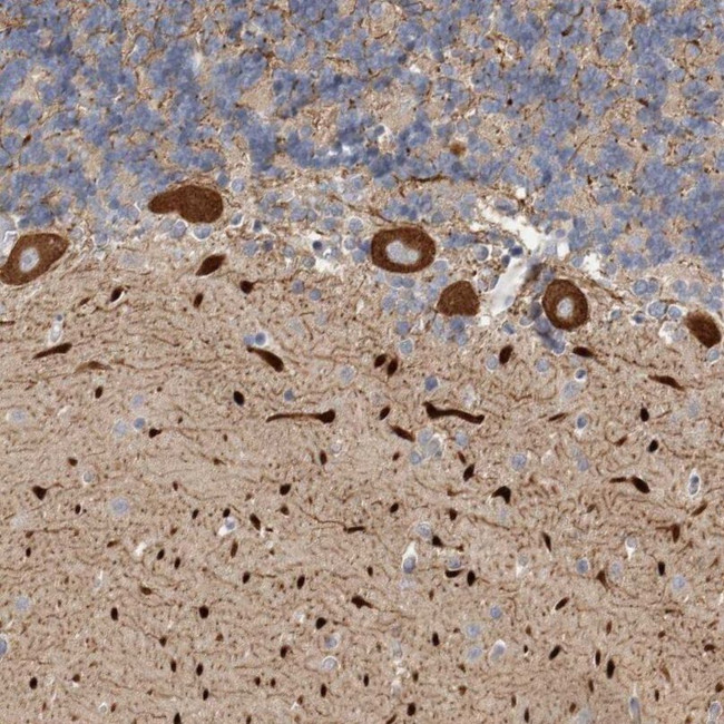 KIF26B Antibody in Immunohistochemistry (IHC)