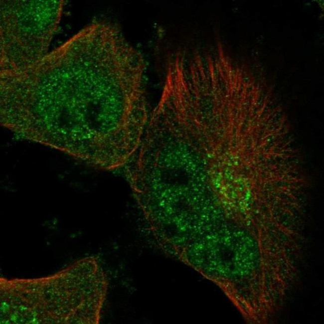 NUDT18 Antibody in Immunocytochemistry (ICC/IF)