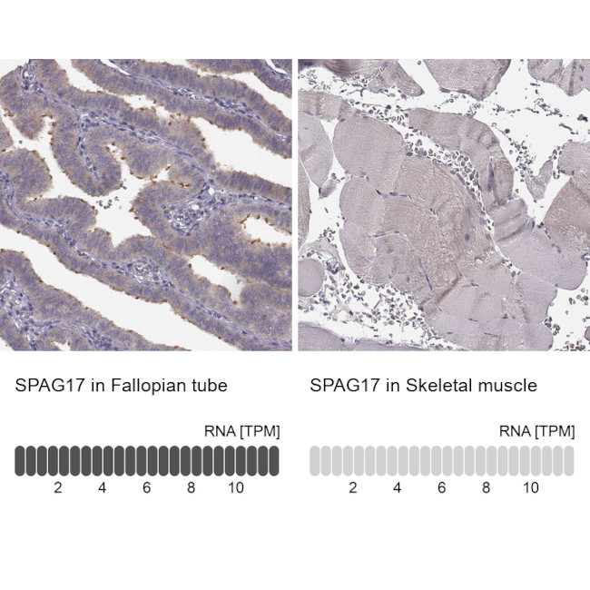 SPAG17 Antibody