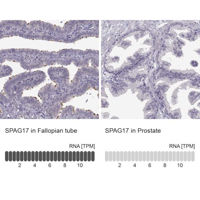 SPAG17 Antibody