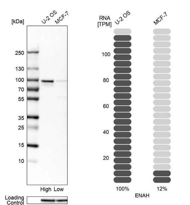 ENAH Antibody in Western Blot (WB)