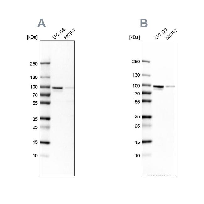 ENAH Antibody in Western Blot (WB)