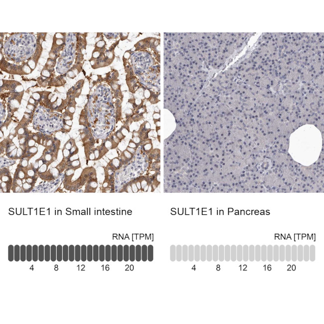 SULT1E1 Antibody