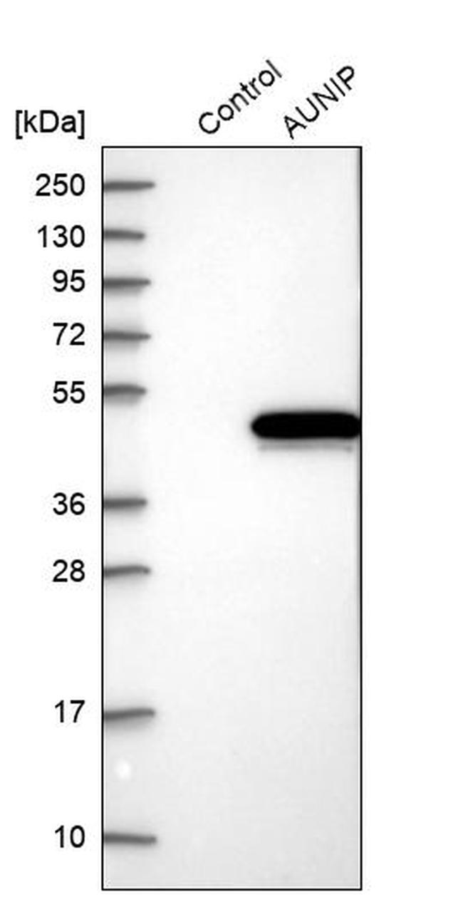 AUNIP Antibody in Western Blot (WB)