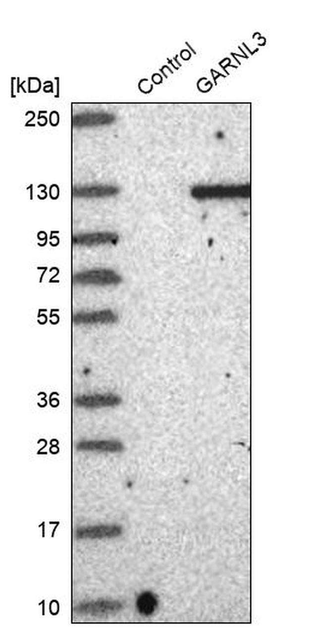 GARNL3 Antibody in Western Blot (WB)