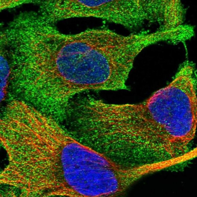 FARS2 Antibody in Immunocytochemistry (ICC/IF)