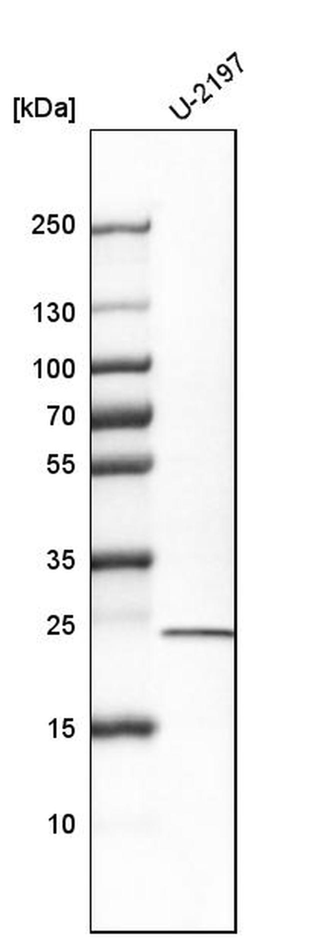 ARL7 Antibody in Western Blot (WB)