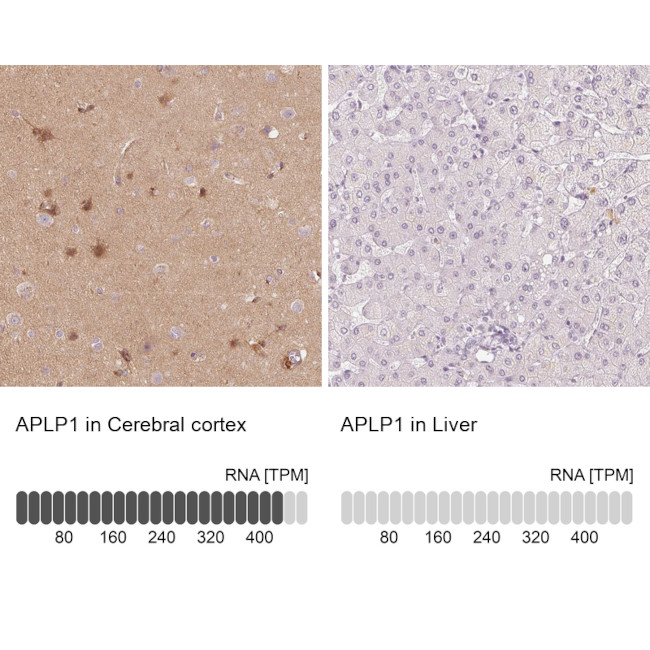 APLP1 Antibody