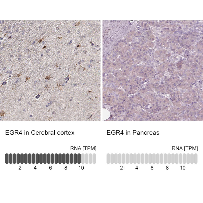 EGR4 Antibody