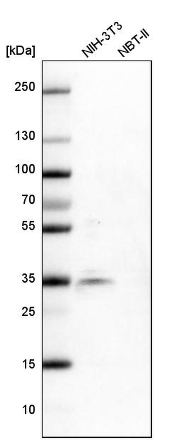 SRSF6 Antibody in Western Blot (WB)