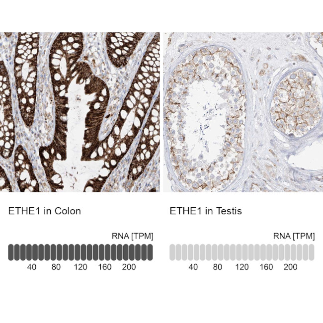 ETHE1 Antibody