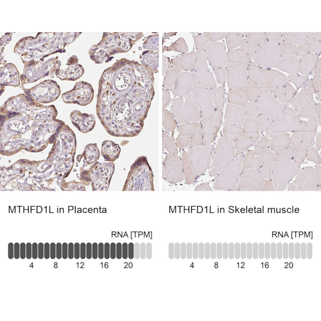 MTHFD1L Antibody