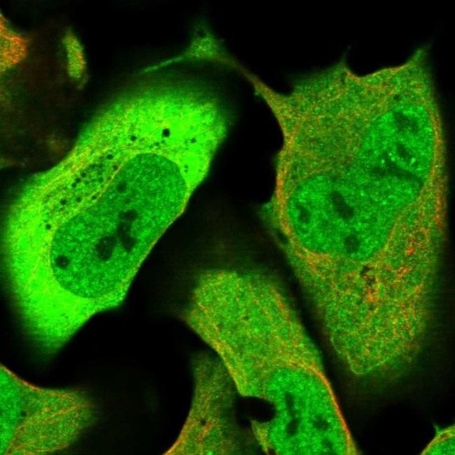 GFOD1 Antibody in Immunocytochemistry (ICC/IF)