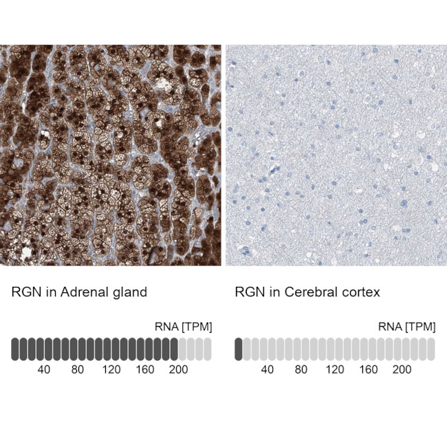 RGN Antibody