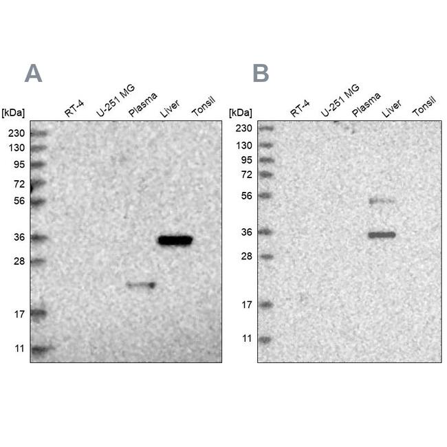 RGN Antibody in Western Blot (WB)