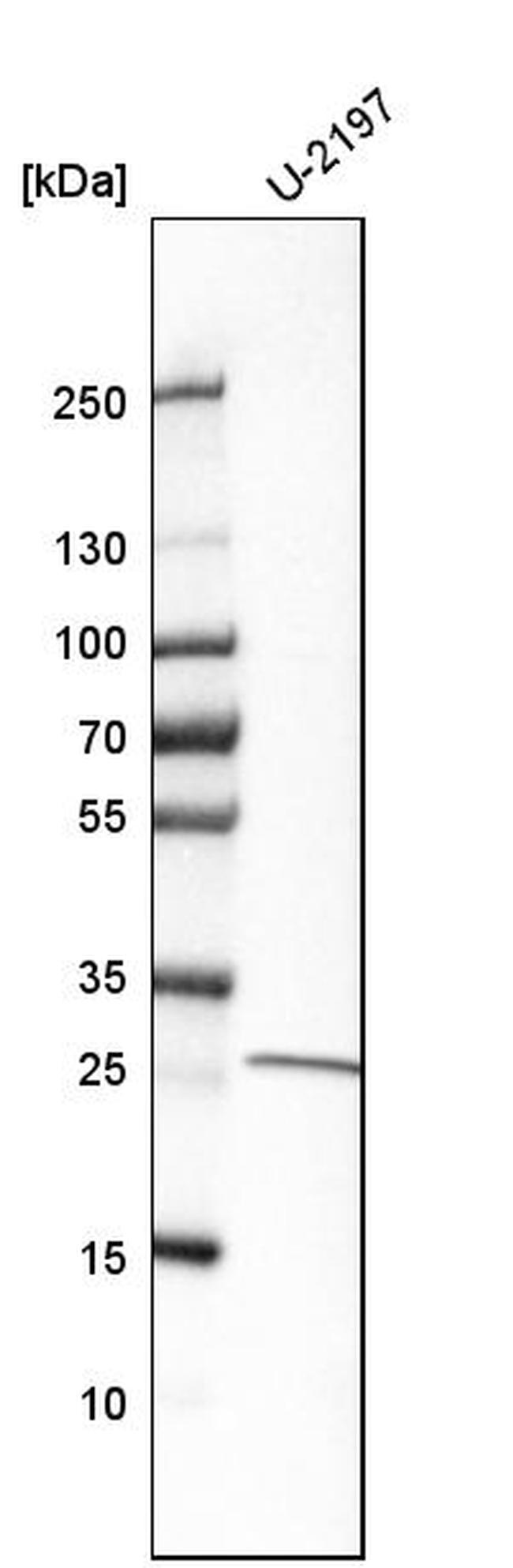 RAB23 Antibody in Western Blot (WB)