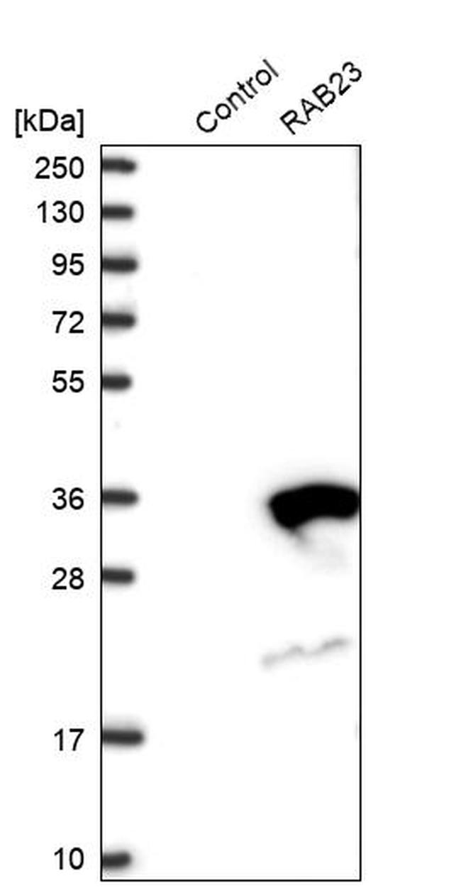 RAB23 Antibody in Western Blot (WB)