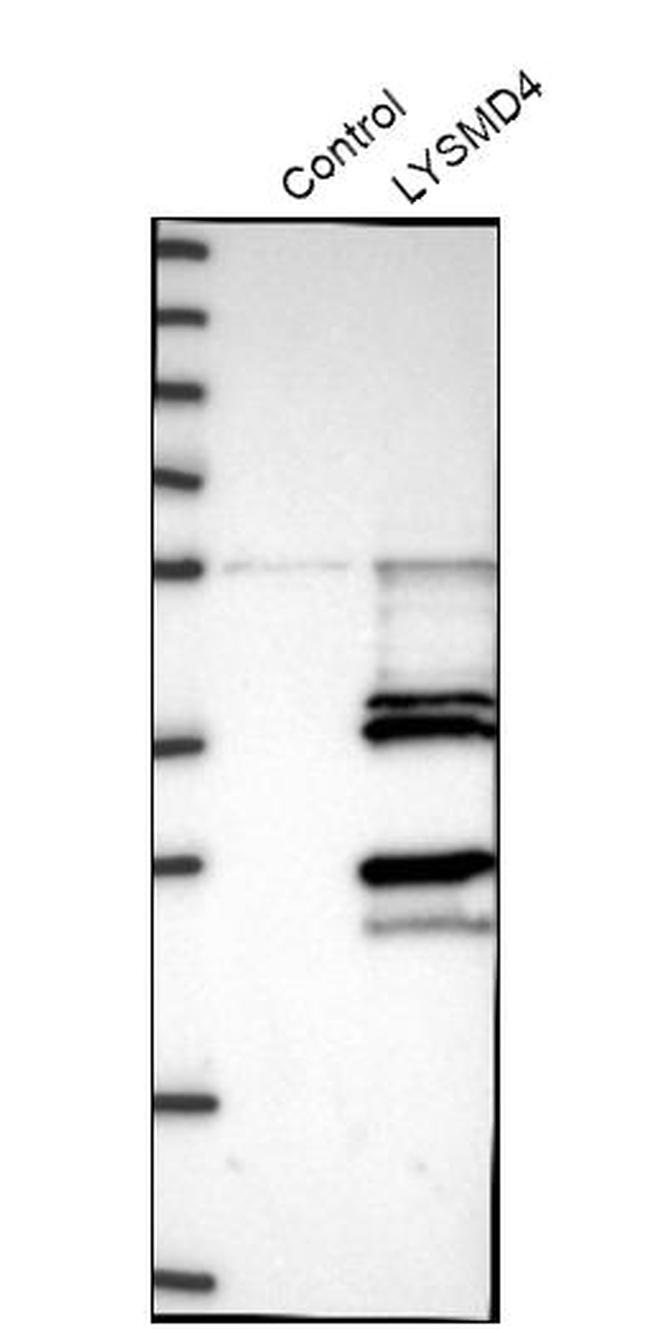 LYSMD4 Antibody in Western Blot (WB)