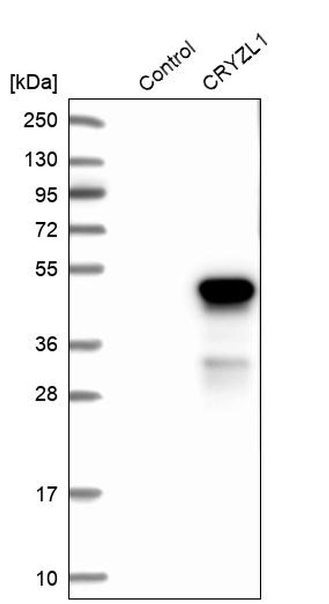 CRYZL1 Antibody in Western Blot (WB)