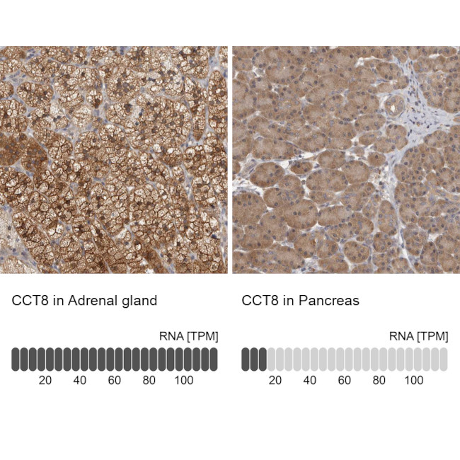 TCP-1 theta Antibody