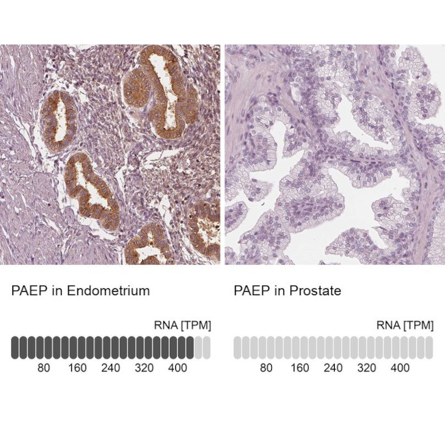 PAEP Antibody