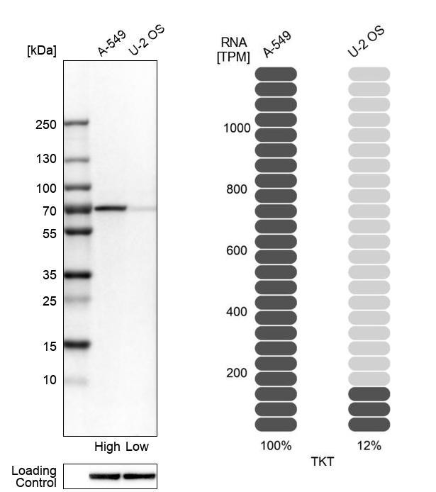 Transketolase Antibody