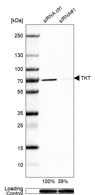 Transketolase Antibody