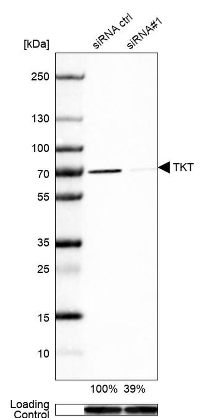 Transketolase Antibody in Western Blot (WB)