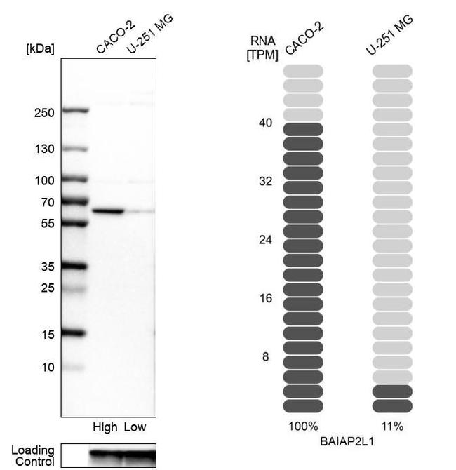 BAIAP2L1 Antibody in Western Blot (WB)