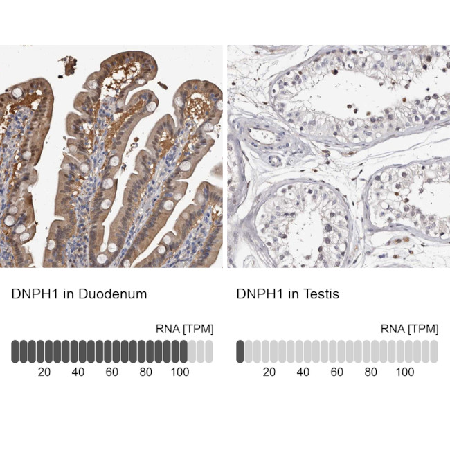 RCL Antibody