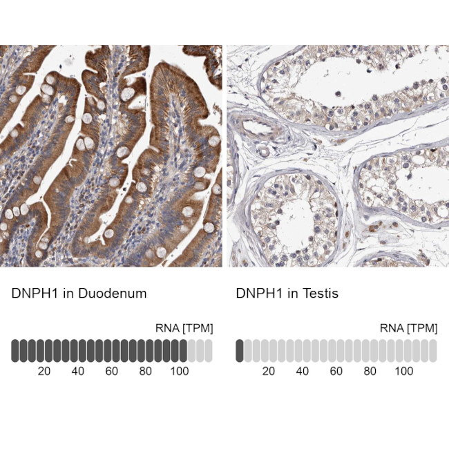 RCL Antibody