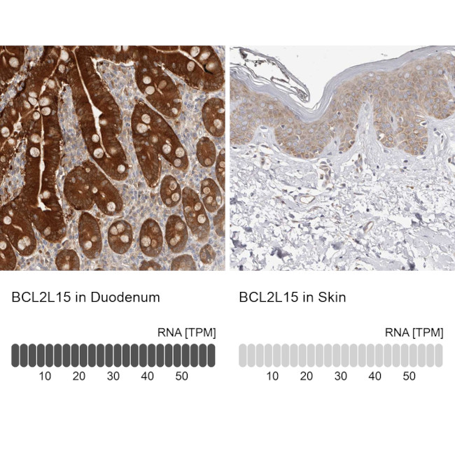 BCL2L15 Antibody