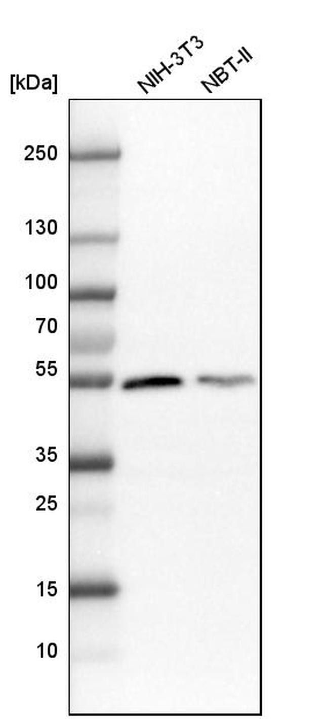 DARS Antibody in Western Blot (WB)