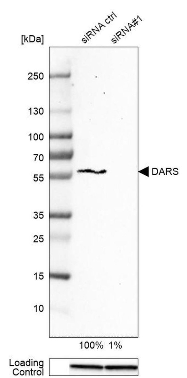 DARS Antibody