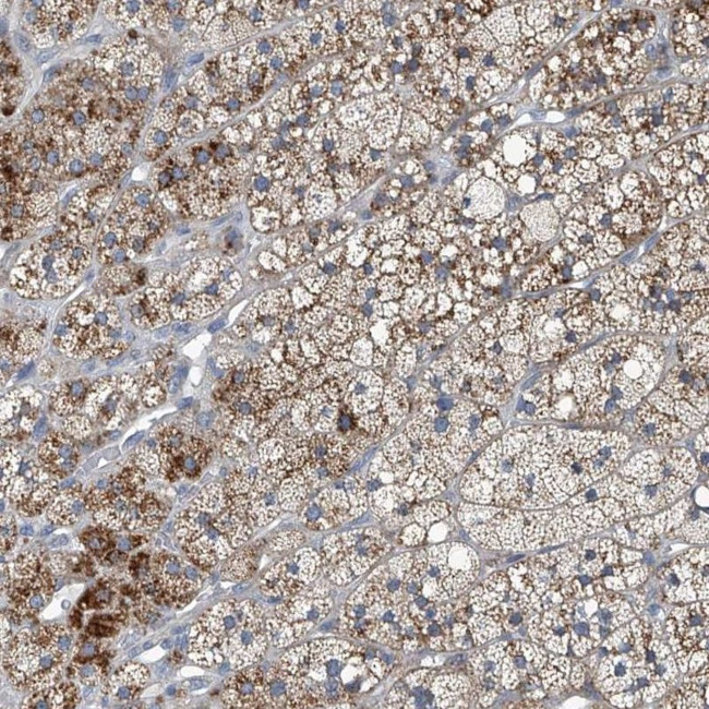 SLC26A11 Antibody in Immunohistochemistry (IHC)