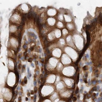 eIF3i Antibody in Immunohistochemistry (IHC)