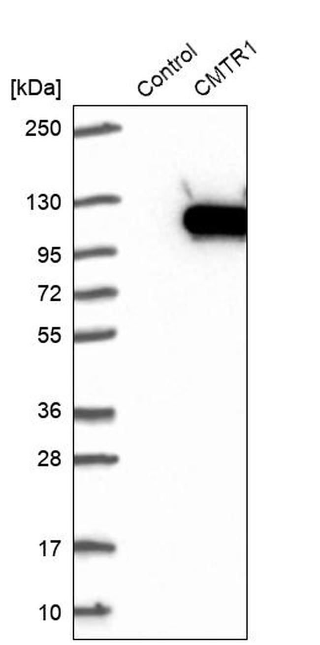 FTSJD2 Antibody in Western Blot (WB)