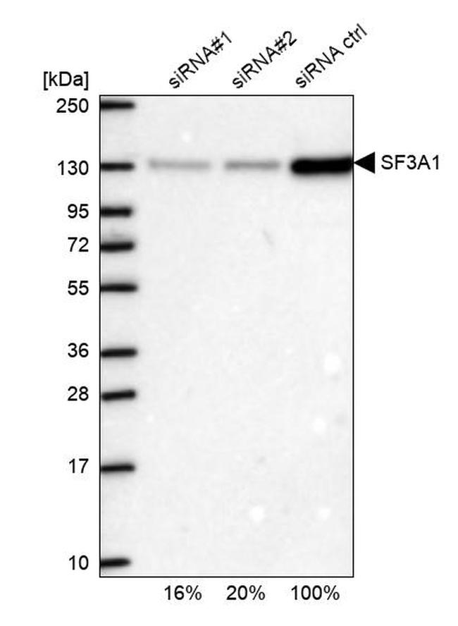 SF3A1 Antibody in Western Blot (WB)