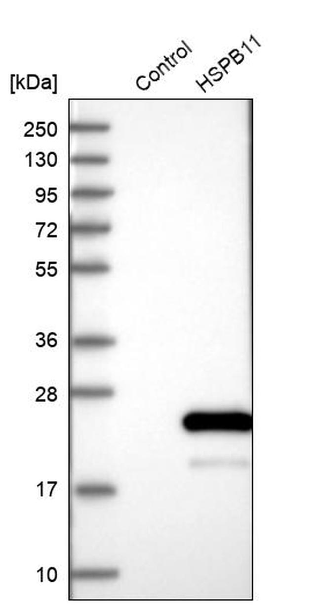 HSPB11 Antibody in Western Blot (WB)