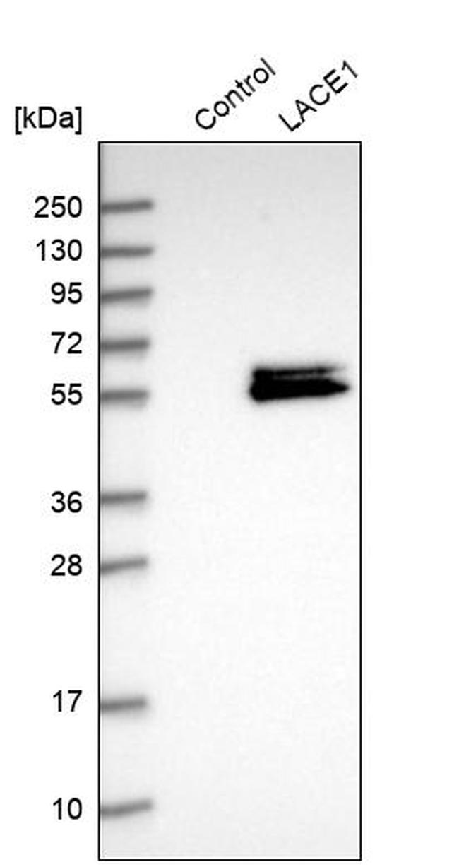 LACE1 Antibody in Western Blot (WB)